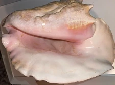 Extra Large 11" Aliger Gigas Pink Queen Conch Seashell