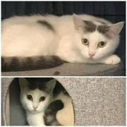 Kittens In Mandurah Area Wa Cats Kittens Gumtree Australia Free Local Classifieds