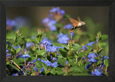 Sphinx colibri Framed Wall Art Poster Canvas Print Picture