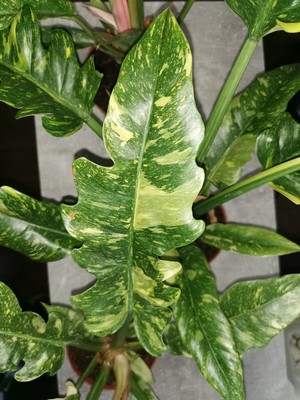 1x Philodendron Variegata Narrow ''Ring of fire'' UN-Bewurzelter Ableger, ca.20cm