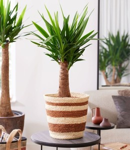 marble variegata Epipremnum Pinnatum Marble | Variegated Marble Vine Plant