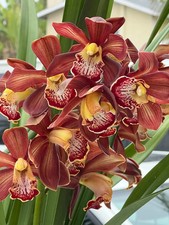 Cymbidium Barrita Magic 'Flame Brown'. 5" Pot