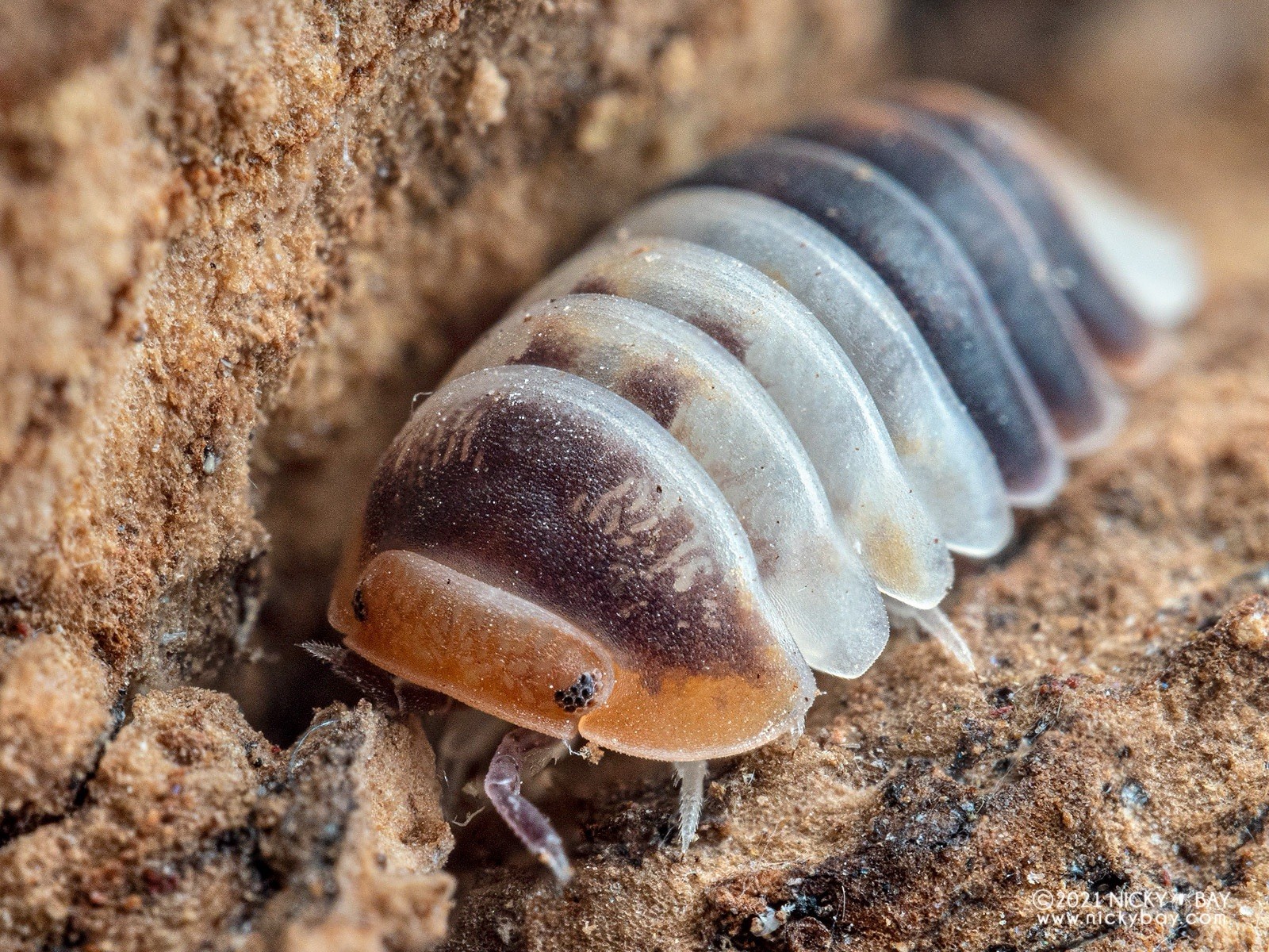 WHITE SHARK🦈🖤Isopods!! 30ct+ dwarf species LIVE terrarium clean reptile plants