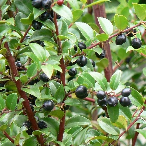 50 Vaccinium ovatum SEEDS black evergreen huckleberry oregon harvested berry pla