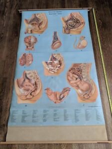 Denoyer Geppert Anatomy Charts