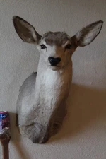 Mule Deer Head Shoulder Mount Taxidermy Mount Antler Hunt Whitetail Rack Hide