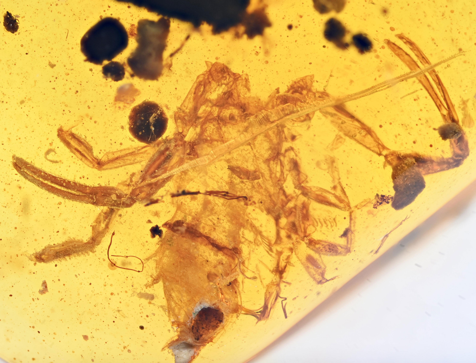 Rare Bargain Scorpion, Fossil insect inclusion in Burmese Amber