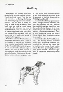 The Brittany - CUSTOM MATTED - Vintage Dog Art Print - "G"