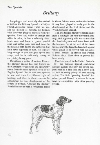 The Brittany - CUSTOM MATTED - Vintage Dog Art Print - "G"