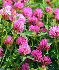BEAUTIFUL Medium Red Clover Seeds 300+ SEEDS BUY 4 ITEMS FREE SHIPPING