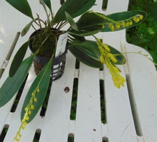 Pleurothallis gelida Bloom size 6" Basket EXTREMELY RARE SPECIES HUGE PLANT