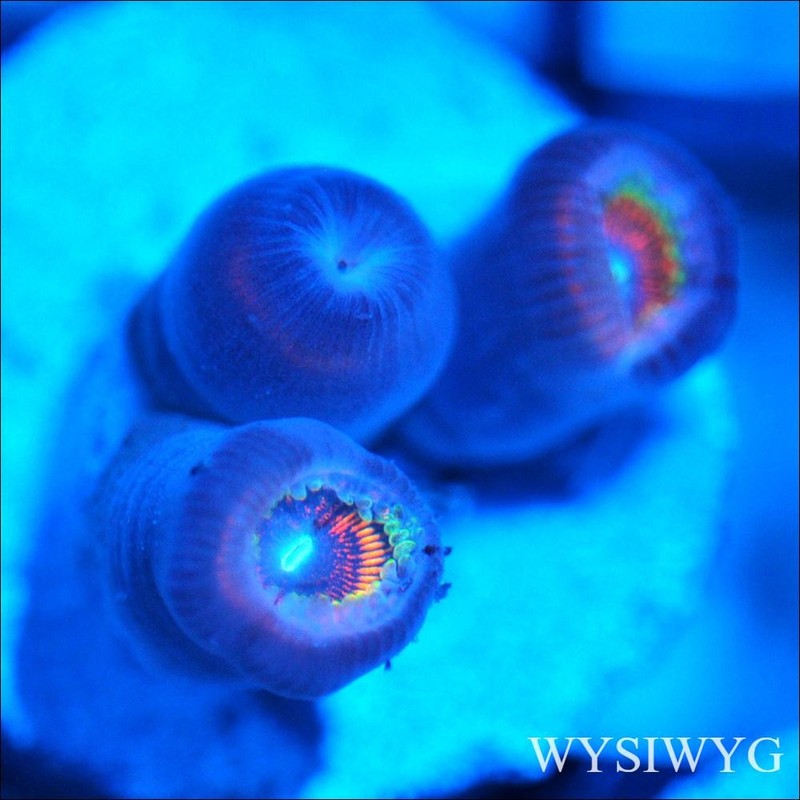 Corals of Eden ~ WYSIWYG Live Coral Frag ~ God of War Zoa - Soft Coral