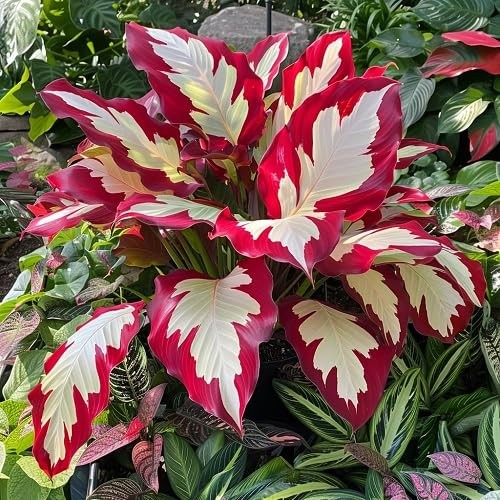 hosta Plant Seeds 100pcs White red | eBay