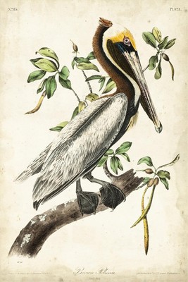 Wall Art Print Brown Pelican by John James Audubon, 12'' x 18''