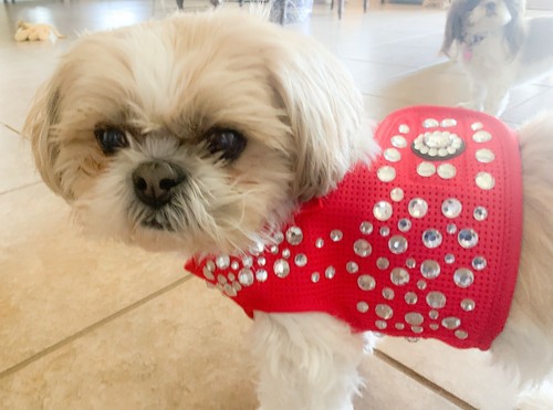Red Bling Dog Harness - Bark Avenue Bling, Dog Vest, Dog Apparel, Red Dog Vest - Picture 2 of 40