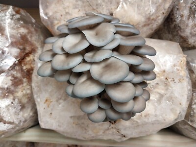 Blue Oyster Mushroom Liquid Culture Syringe. 10ml, Clean Liquid Fungi Culture