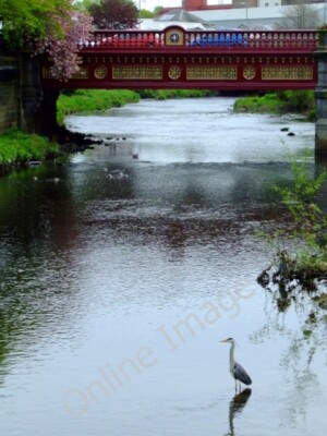Photo 6x4 White Cart, grey heron Paisley Looking upstream towards Abbey B c2011