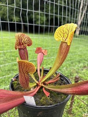 SARRACENIA X CHELSONII  CAROLINA CARNIVORES  GALLON SIZE.