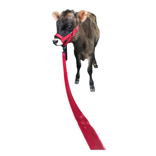 Newborn. Calf, Yearling, Cow, Bull Halter With Leash Lead Double Ply USA Made - Picture 6 of 16
