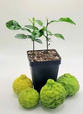 Pot of 3 healthy kaffir lime plants, 2-4 inches tall.