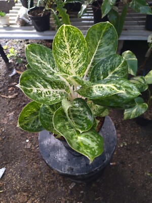 Real Picture Aglaonema Green Papuma Lush Leaves Rare Plant