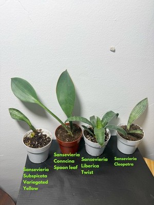 types of begonia house plants Begonia Highway for Sale