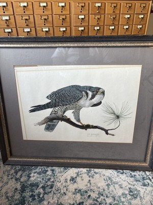 Peregrine Falcon By Tom Dunnington Framed Print Signed