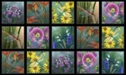 Dragonfly Magic Dragonflies and Flowers 24x44" Cotton Fabric Panel