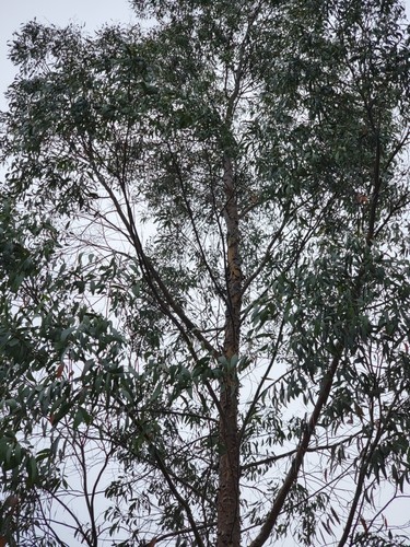 Eucalyptus rodwayii Seeds - 'Swamp Peppermint' - Rare Australian Tree Seeds - Picture 6 of 11