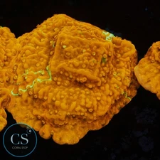 CS WWC GRAFTED MONTI - WYSIWYG LIVE CORAL