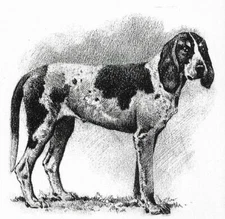 Ariegeois Hound B/W - CUSTOM MATTED - 1976 Vintage Dog Art Print - Cozzaglio 