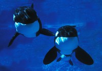 Killer Whale Card - W54 on sale Killer Whale Card - W54 on sale