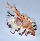 SEA SHELL - SHELLS - MURICIDAE - CHICOREUS ORCHIDIFLORUS - 32.30mm