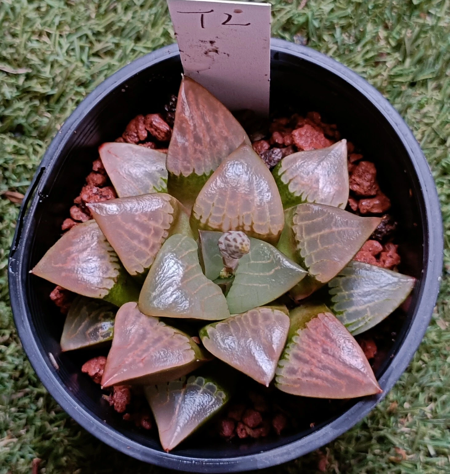 Haworthia Aboukyuu mature plant,very well Rooted Succulent
Opens in a new window or tab
