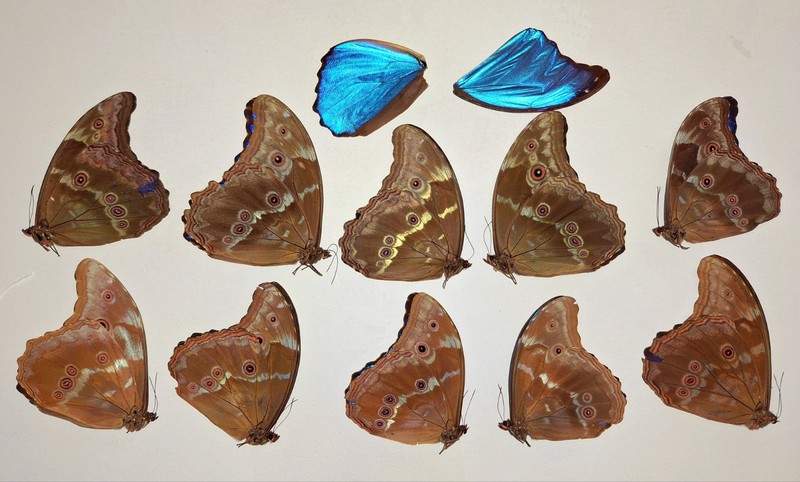 LOT OF 20 MORPHO DIDIUS A2 PLUS 2 WINGS TO REPAIR UNMOUNTED WINGS CLOSED 