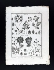 1793 Lamarck Botanical Print Caucalis Burr Parsley Daucus Queen Anne's Lace