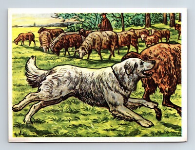 The Pomeranian Shephard Dog Art Print Austria-Bildwerk Tobacco Company Card