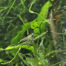 7 2 Wild Type Dwarf Shrimp Neocaridina Davidi USA Hobbyist Bred High Quality