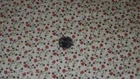 BTY Tiny Flowers The McCOYS Tenderberry Stitches Quilt Fabric Flannel