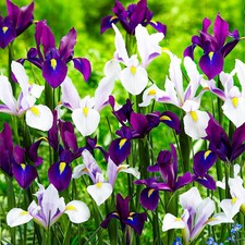 Schwertlilien Iris Blumenzwiebeln Winterhart - Paradise Mix - 50 Stück
