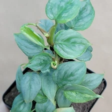 Rare Philodendron Sodiroi – Silver Leaf Climbing Aroid – Live Plant in 3” Pot