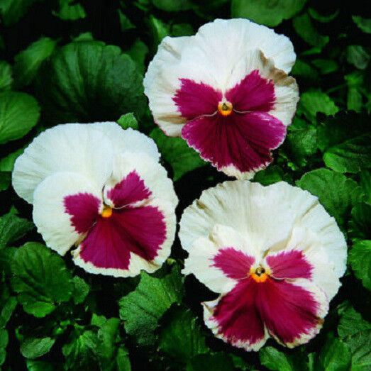 Dedication 50 Pansy Seeds Faces SEEDS Blush FLOWER NEW before selling ☆ White