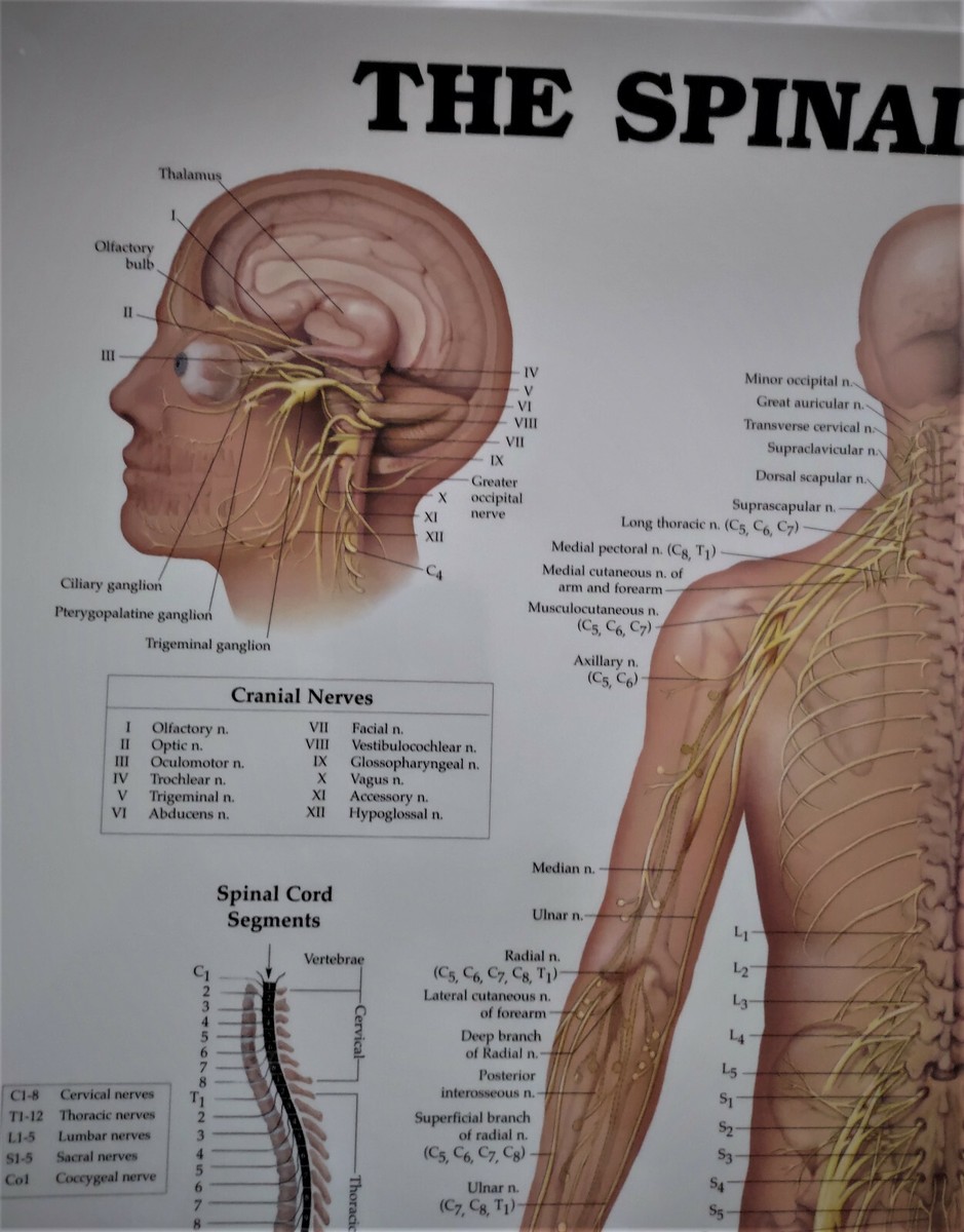 Spinal Nerves Chart