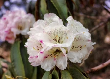 Rhododendron  Essential Oil  Uncut or diluted 100% Pure & Natural