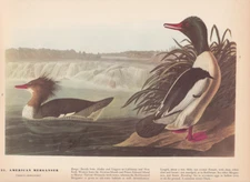 Audubon 1942 Vintage Birds #331 "American Merganser" Full Color Art Plate Litho
