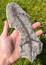 RARE Barasaurus Skeleton Madagascar Fossil Late Permian Reptile Dinosaur Bones