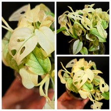Variegated Monstera Adansonii Monkey Mask. Super Variegated. Rooted, Terarium 