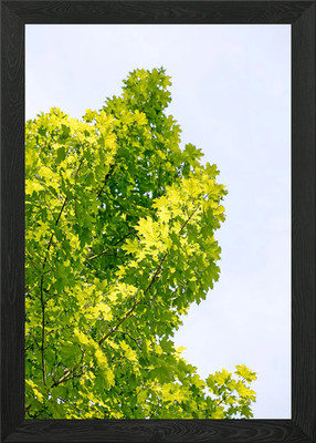 Bäume vs Himmel Kleindrucke Gerahmtes Wandbild Poster Leinwanddruck Bild