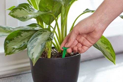 Indoor Plant Food Spikes 48 Count NPK 6-12-6 Continuous Feeding for Houseplants - Picture 8 of 11