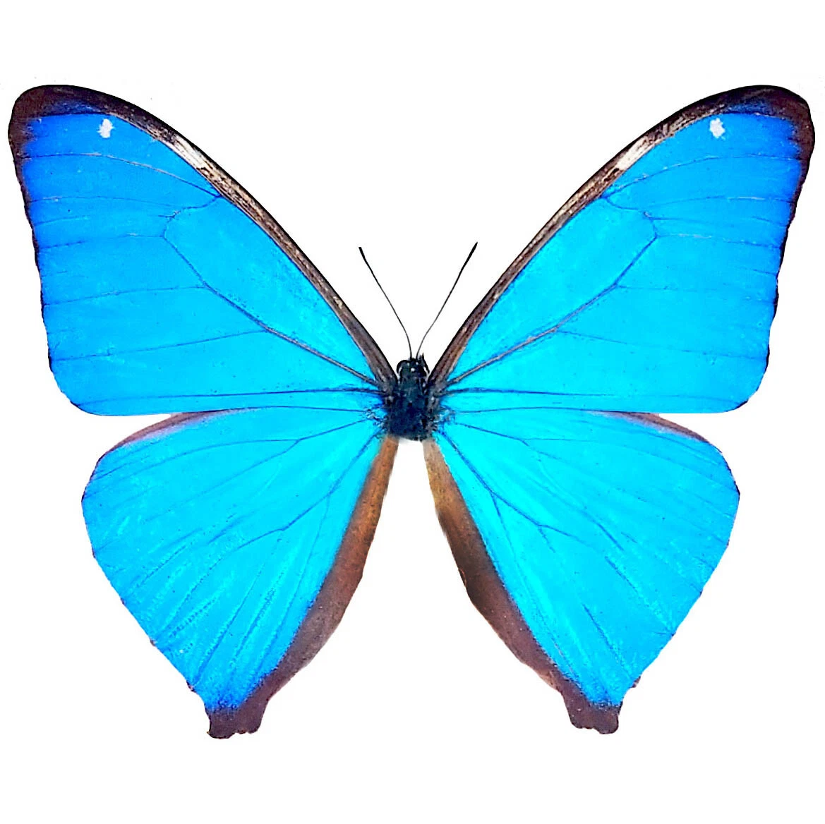 カキカモルフォ♂標本★ブルー美麗 123mm ★ペルー産 蓝色Morpho 蝴蝶| eBay